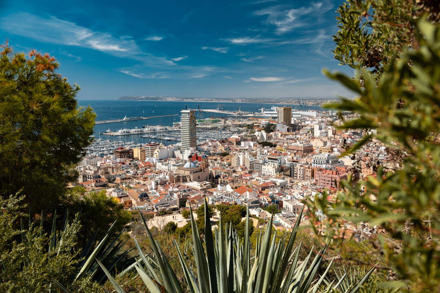 Alicante rooftops and harbour framed by agave and pine from the castle hill, Spain, travel photography