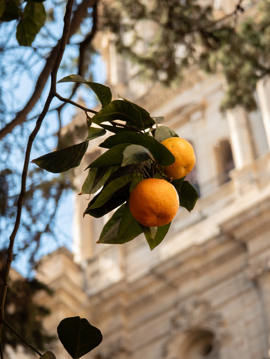 Oranges hanging on the tree against the carved stone of the cathedral, Malaga, Spain, travel photography