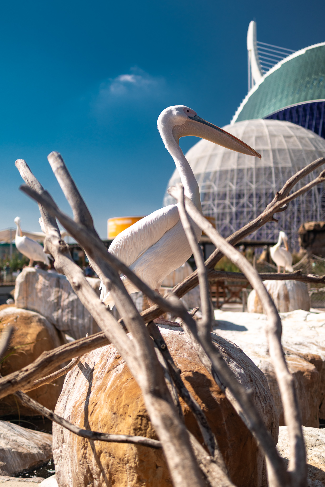 Pelican standing among driftwood at the Oceanografic, Valencia, Spain, travel photography